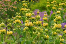 Kis-Ázsiai macskahere - zsálya, Phlomis russeliana, etnobotanika
